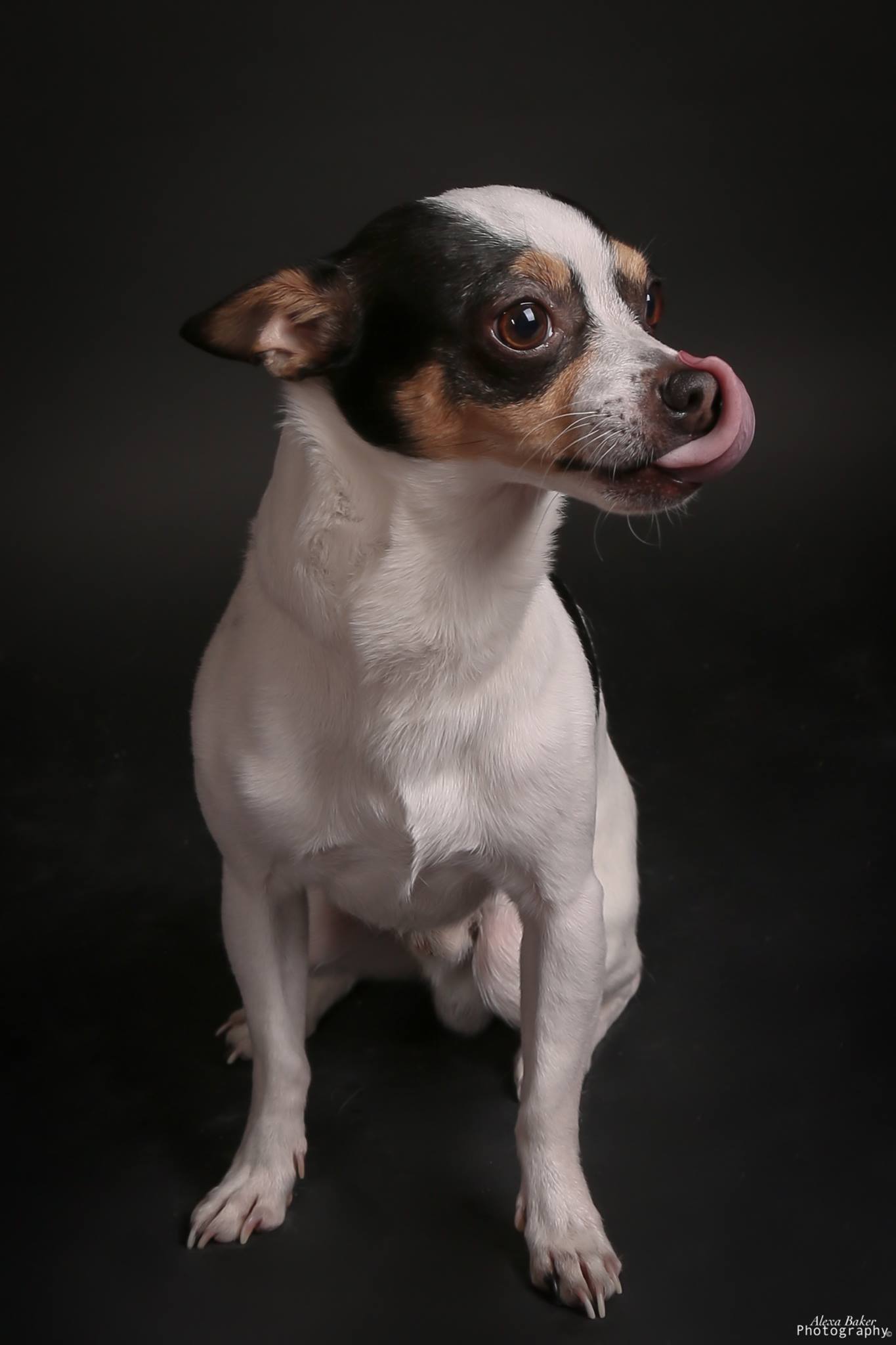 Original studio photograph of Bender licking his nose, with his ears relaxed.