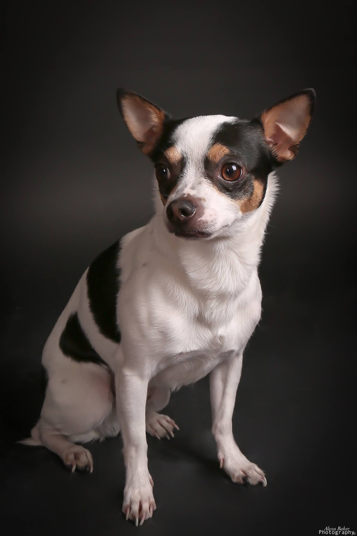 Original studio photograph of Bender sitting alert against a dark background, showing his real asymmetric black patches.